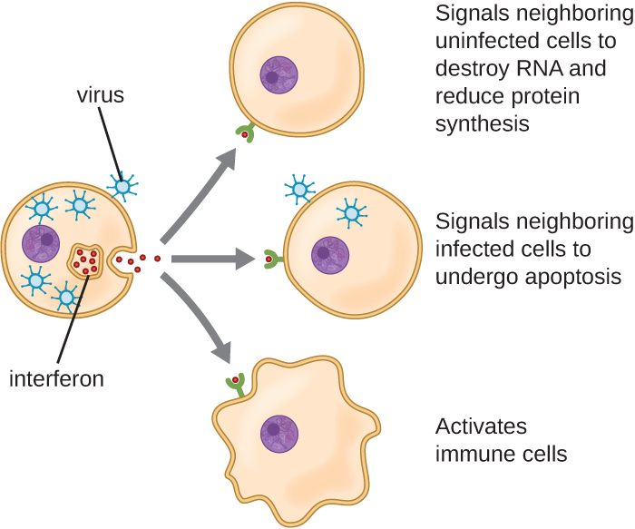 A cell with viruses inside it releases signals labeled interferons. The interferons travel to 3 different cells. The interferon signals neighbouring uninfected cells to destroy RNA and reduce protein synthesis. The interferon signals neighbouring infected cells to undergo apoptosis. The interferon also activates immune cells.