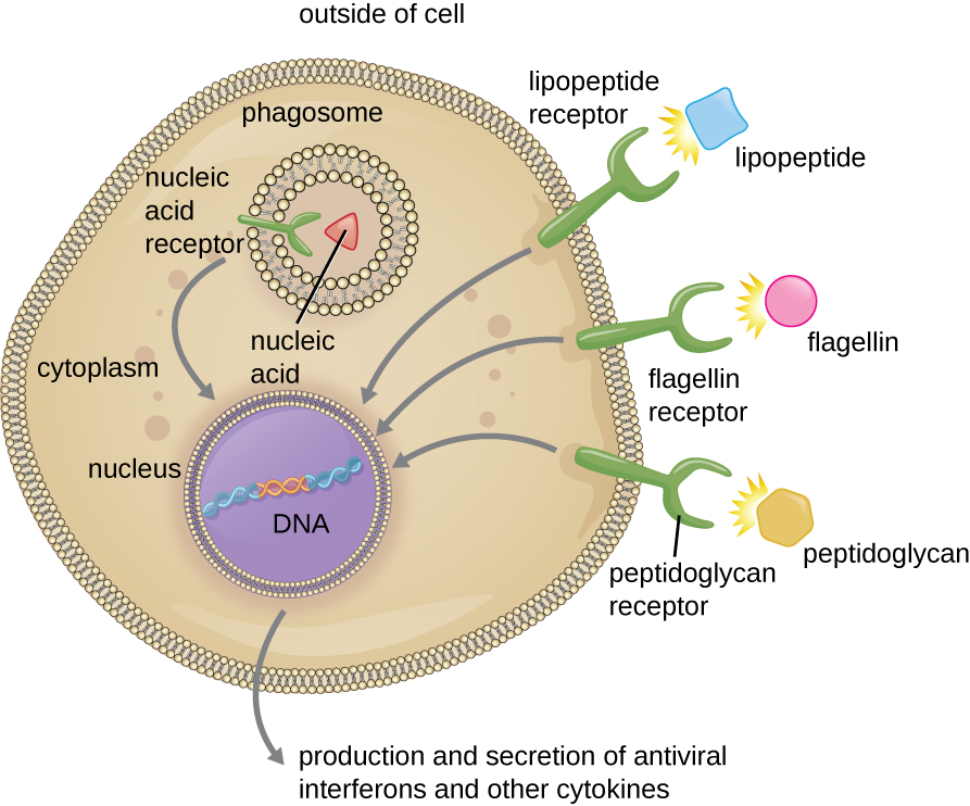 A cell with three receptors. The lipopeptide receptor binds lipopeptides; the flagelin receptor binds flagelin and the peptidoglycan receptor binds peptidoglycans. A fourth receptor (the nucleic acid receptor which binds to nucleic acids) is found on the membrane of the phagosome. All four receptors have an arrow pointing to the nucleus which contains DNA. An arrow pointing out reads: production and secretion of antiviral interferons and other cytokines.