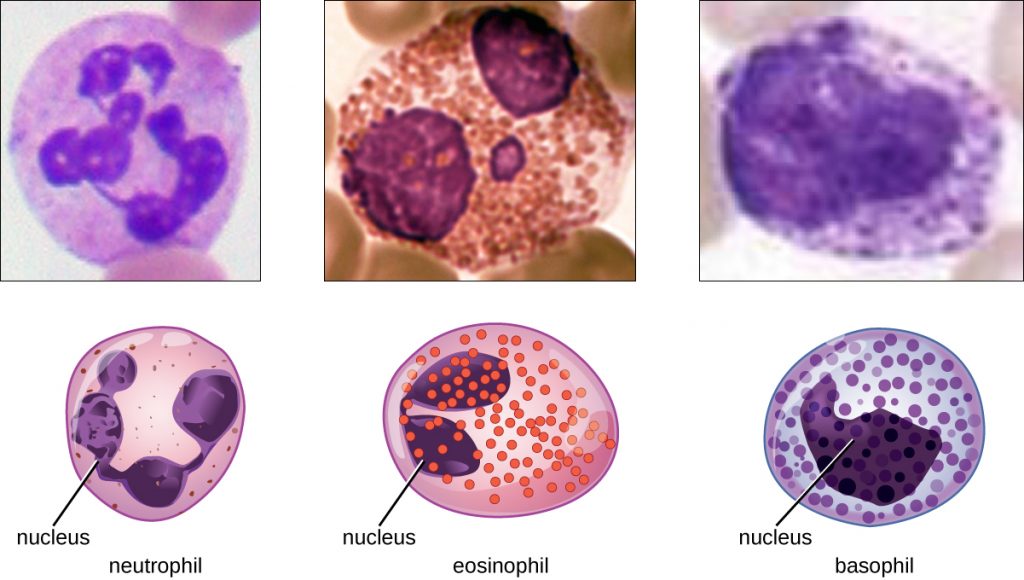 Neutrophils have a multi-lobed nucleus. Eosinophils have a two-lobed nucleus and distinct pink spots when stained. Basophils have a two-lobed nucleus and distinct purple spots when stained. Each type of granulocyte is illustrated with a micrograph above it.