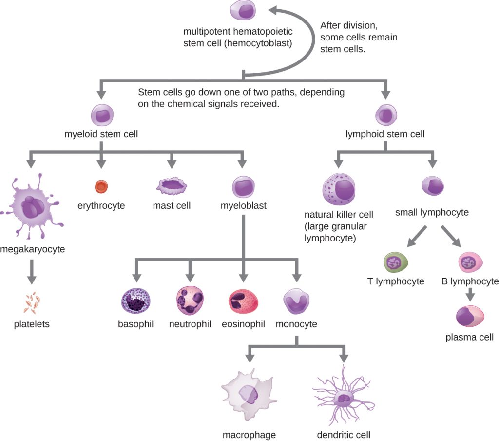 A flowchart showing progression of development for of the different types of blood cell, beginning from a single stem cell.