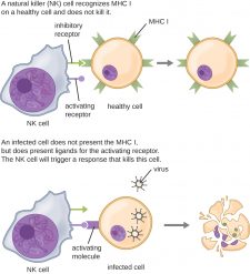 18.3 Cellular Defences – Microbiology: Canadian Edition