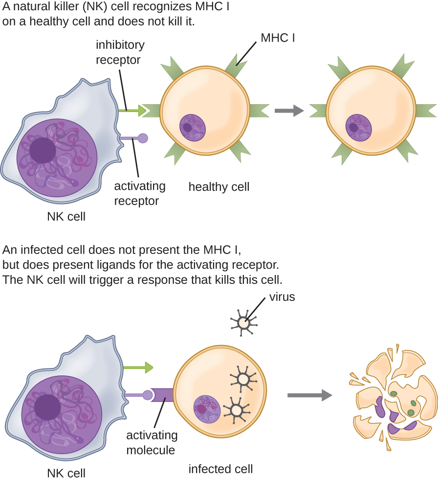 NK cells have both inhibitory and activating receptors. Normal cells have signals on their MHC molecules that bind to the inhibitory receptors; so the NK cell does not kill them. Cells that are infected with virus have ligands that bind to the activating receptor; this causes the NK cell to kill them.