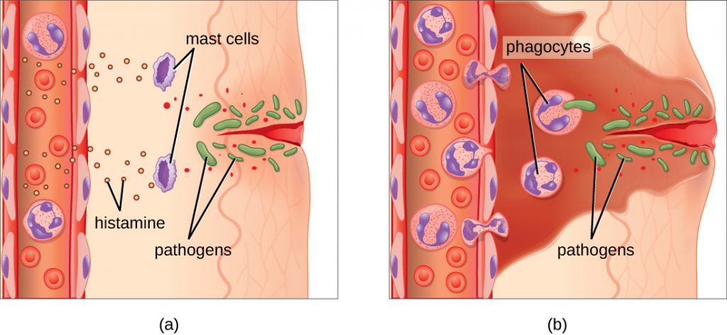 a) a diagram of a wound in the skin that has let pathogens enter. Mast cells release histamines which signal to cells in the blood stream. B) The cells have left the blood stream; these phagocytes are engulfing the pathogens.