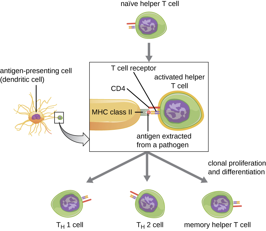 A native helper T cells binds to an antigen extracted from a pathogen sitting on the MCH Class II protein of an antigen presenting cell (dendritic cell). The portion of the helper T cell that binds is the T cell receptor and is stabilized by CD4. After this binding the helper T cell is activated and can become TH1 cell; TH2 cell or memory helper T cell.
