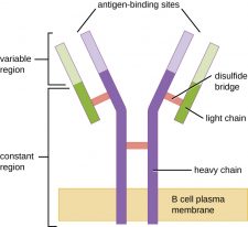 19.4 B Lymphocytes and Humoral Immunity – Microbiology: Canadian Edition