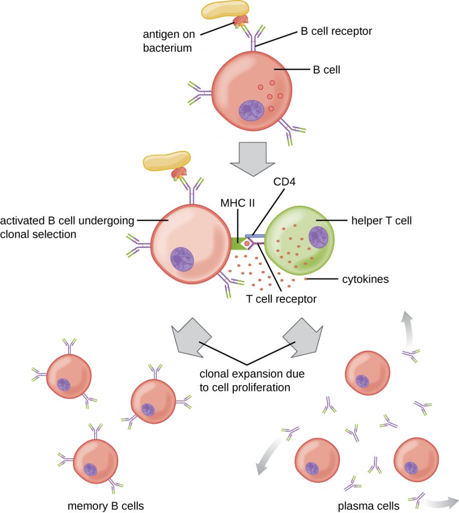 Diagram depicting T cell-dependent activation of B cells.