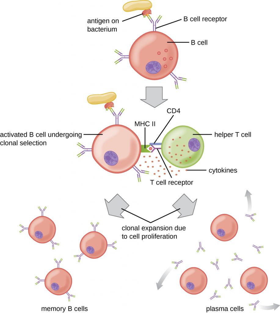 Helper T Cell Diagram