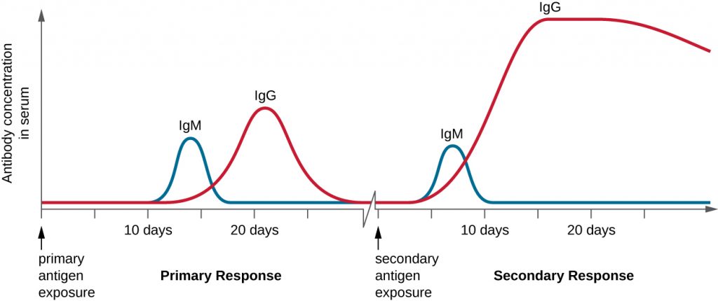 A graph showing the difference in antibody production between the primary and the secondary response to an antigen.