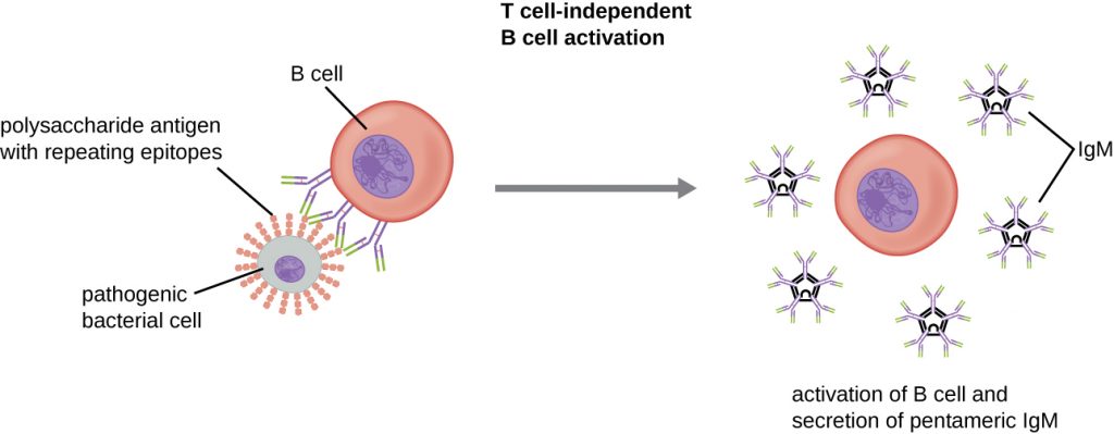 A circle with small chains of hexagons projecting from the surface is a pathogenic bacterial cell. The chains are polysaccharide antigens with repeating epitopes. Antibodies on the B cell bind to these epitopes. This causes the activation of the B cell and secretion of pentameric IgM.