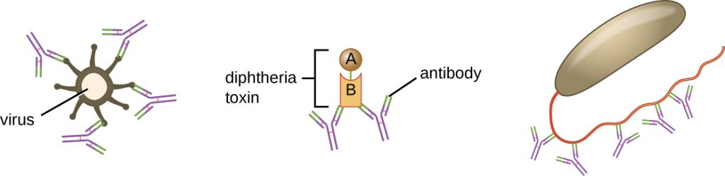 A virus is drawn as a circle with knobs on it. Antigens bind to the knobs, thereby surrounding the virus. Next image shows antibody binding to diphtheria toxin. Next image shows antibody binding to a bacterial cell.