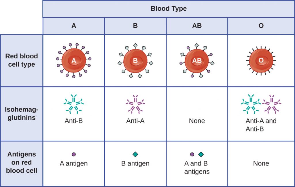 Table summarizing the different blood types.