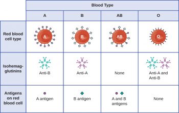 20.1 Hypersensitivities – Microbiology: Canadian Edition