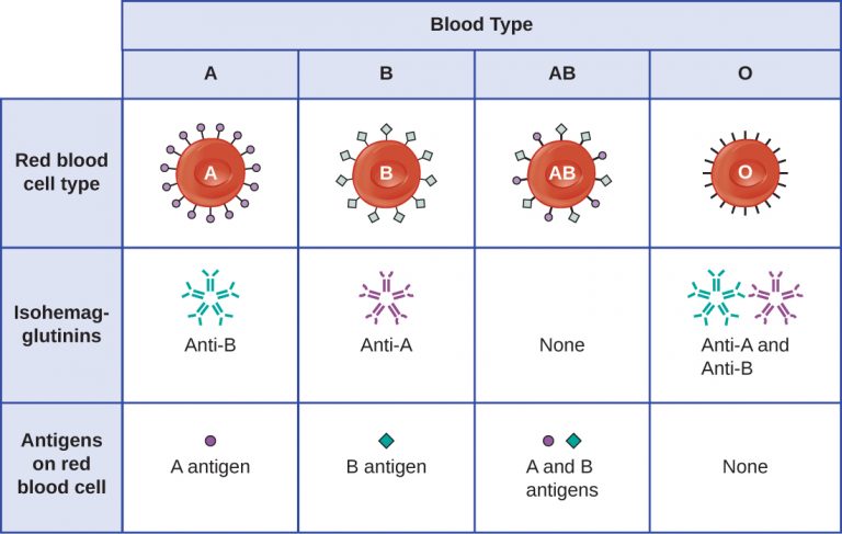 20.1 Hypersensitivities – Microbiology: Canadian Edition