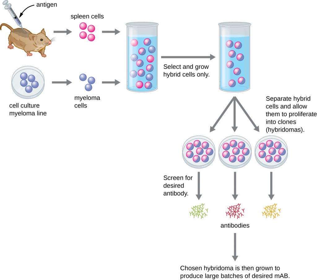 Polyclonal and Monoclonal Antibody Production