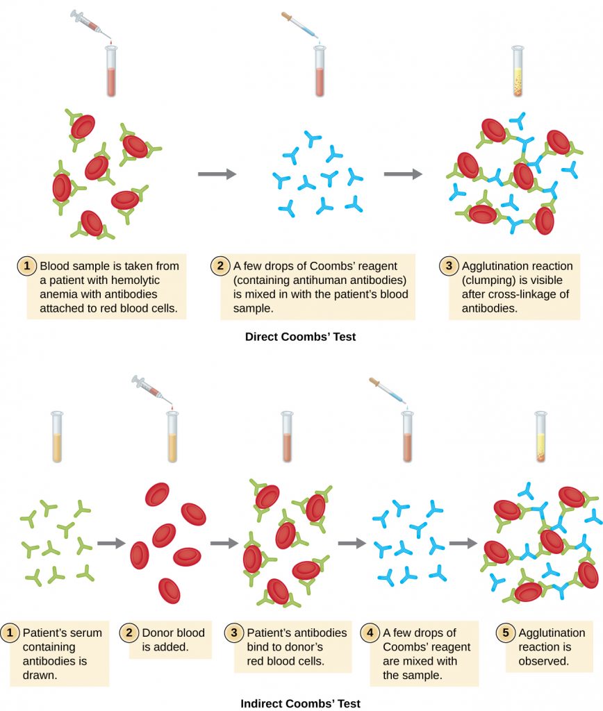 Diagrams of direct and indirect Coomb’s test.