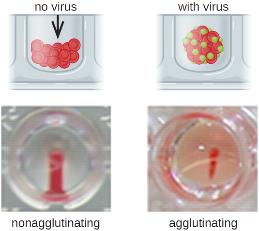Diagrams and photos depicting a positive and negative viral hemagglutination inhibition assay (HIA).