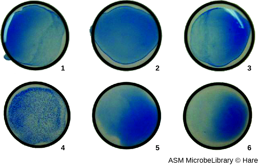 Photo of 6 wells. Well 4 has blue spots. All the other wells have a clear blue colour.