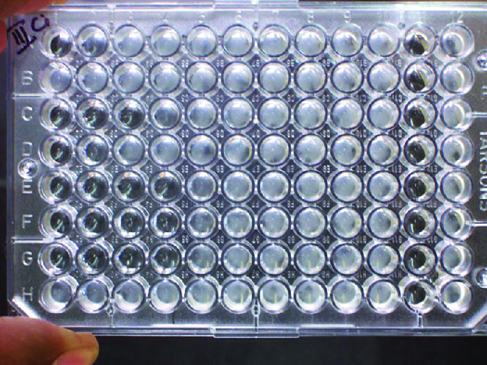 A plastic plate about the size of a hand with wells in a grid. The top is labeled 1-12 and the side is labeled A-H.