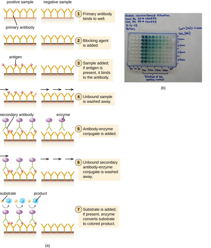 A diagram of a sandwich ELISA and a photograph of an ELISA plate after such an assay.