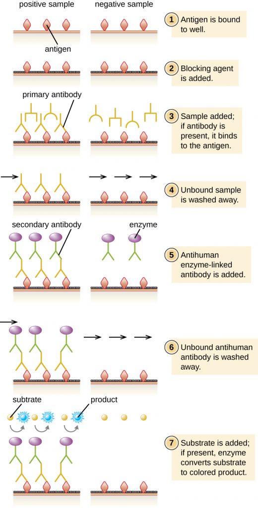 Diagram of indirect ELISA.