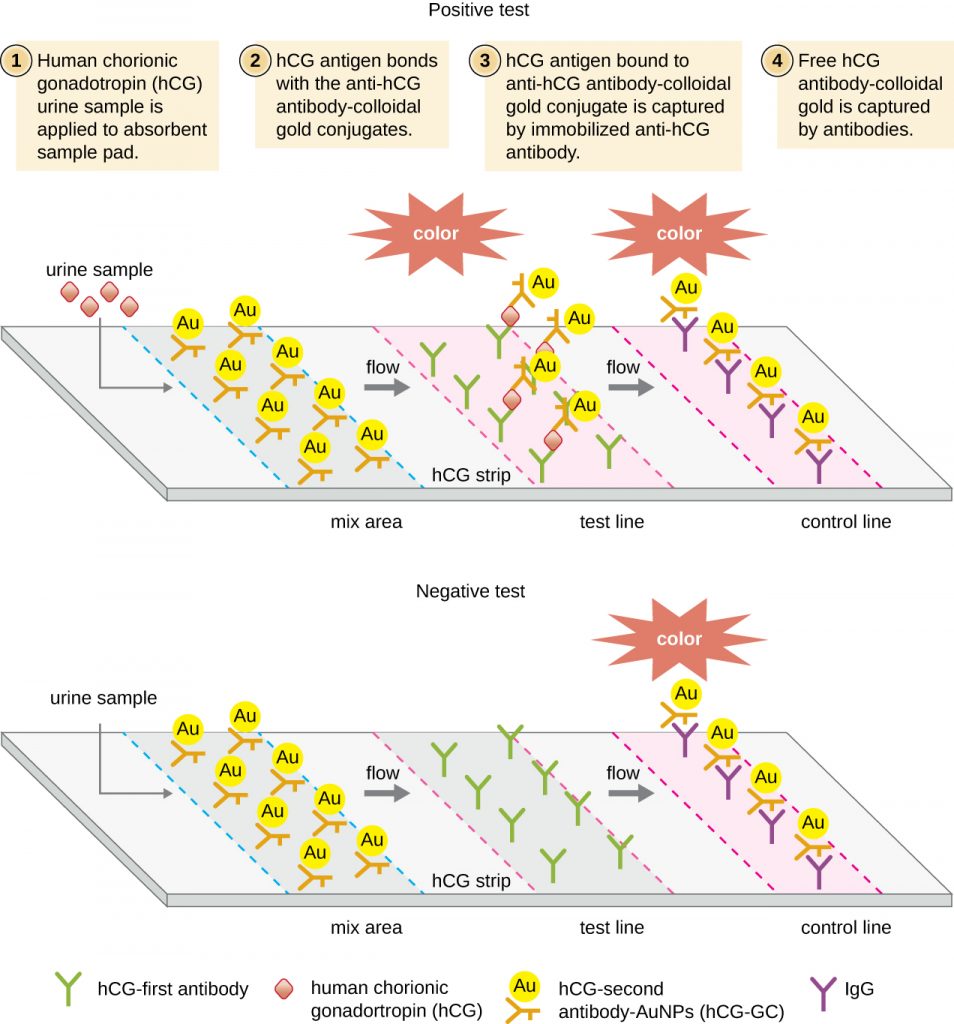 21.4 EIAs and ELISAs – Microbiology: Canadian Edition