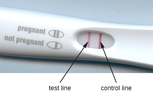 A pregnancy test stick with 2 red lines; one is labeled test line and the other is labeled control line. A key on the stick states that 2 lines means pregnant and 1 line means not pregnant