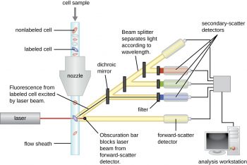 21.5 Fluorescent Antibody Techniques – Microbiology: Canadian Edition