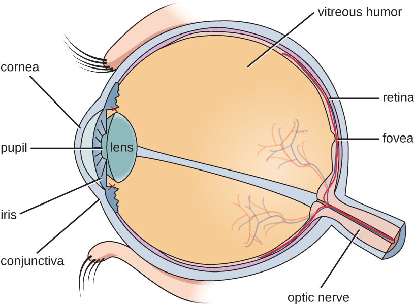 A cross section of the eye. The large spherical centre is the vitreous humor. The layer surrounding this is the retina. A projection out of the back of the eye is the optic nerve. A region on the retina just above the optic nerve is the fovea. At the front of the eye is the lens. In front of this is a space labeled pupil. The coloured region around the pupil is the iris. The cornea is the covering in front of the iris and pupil. The conjunctiva is a mucous membrane on the eye.