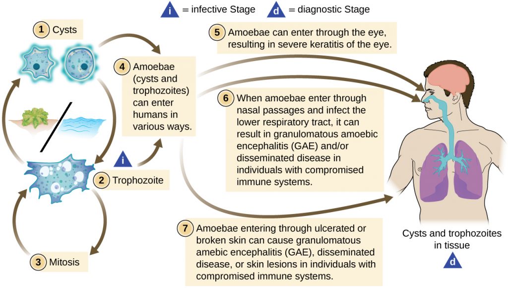 Diagram depicting the life cycle of Acanthamoeba.