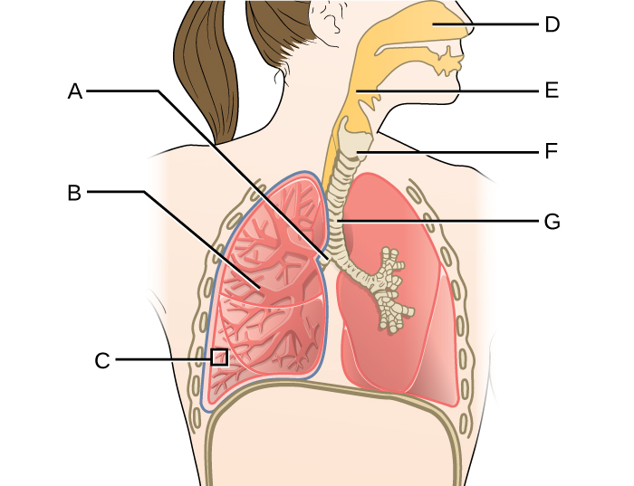 Diagram of respiratory system. D is the space in the nose this leads to E (a tube behind the mouth). This leads to G (a cartilage ringed tube that leads to the lungs). F is a larger region just above G. G branches into 2 tubes labeled A, these branch and branch again to become B. The very end of B is C.