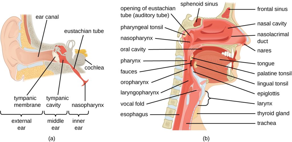 A diagram of the structure of the ear and another diagram of the upper respiratory tract.