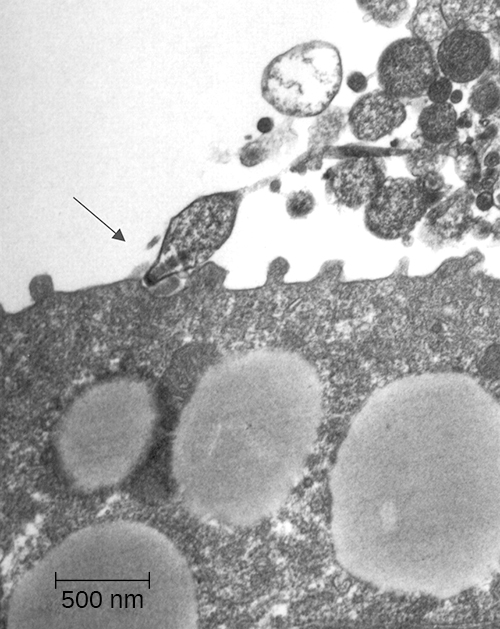 A micrograph showing a small oval cell binding to a much larger cell.