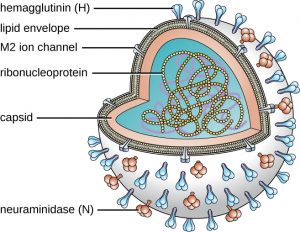 23.3 Viral Infections of the Respiratory Tract – Microbiology: Canadian ...