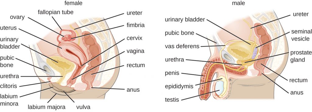 A longitudinal section of the female reproductive and urinary systems.