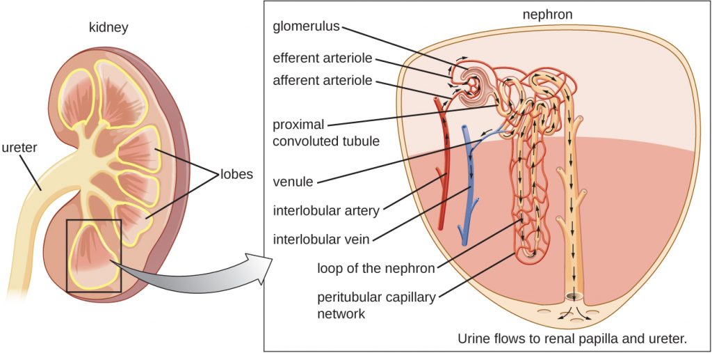 A labeled diagram showing a cross section of a kidney.