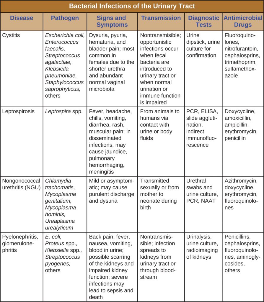 24 2 Bacterial Infections Of The Urinary System Microbiology 