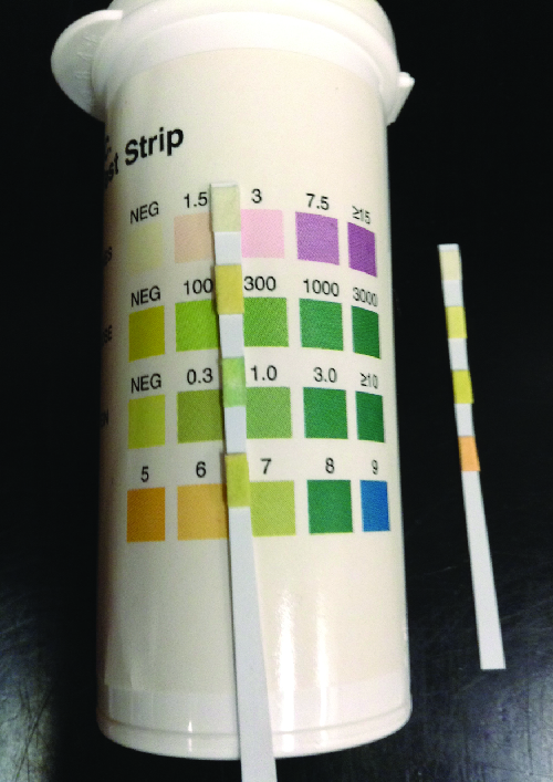 A thin strip with 4 coloured regions. Each region matches a set of colours on a container. Each different colour indicates a different measurement for a particular test.