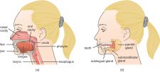 25.1 Anatomy and Normal Microbiota of the Digestive System ...