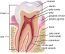 25.1 Anatomy and Normal Microbiota of the Digestive System ...