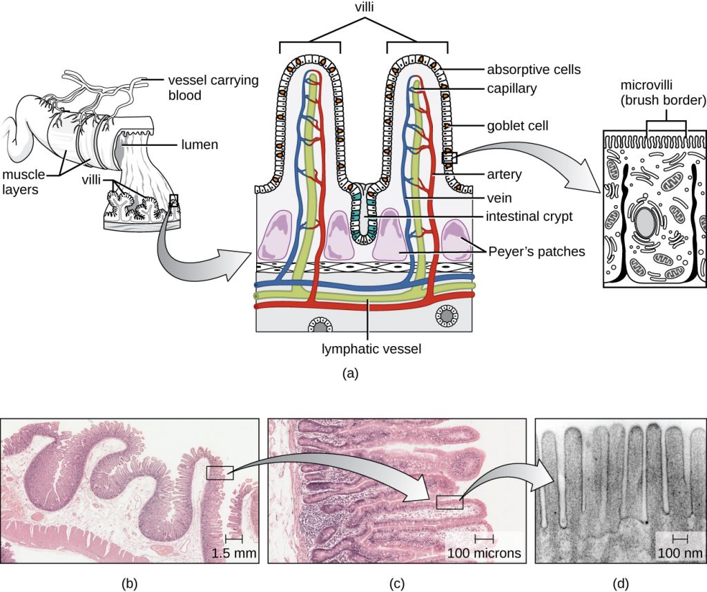 Diagram of the small intestines with increasing magnification, with accompanying micrographs.