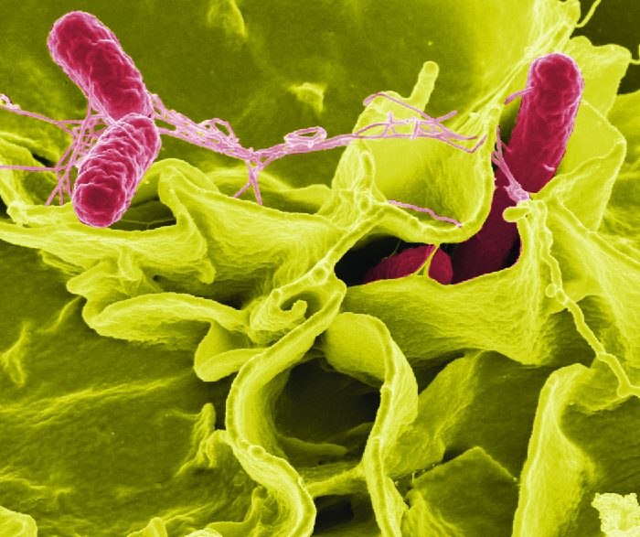 Micrograph of rod shaped cells bound by fibres.