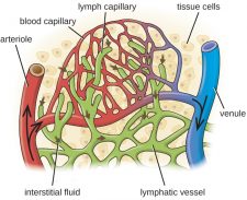 26.1 Anatomy of the Circulatory and Lymphatic Systems – Microbiology ...