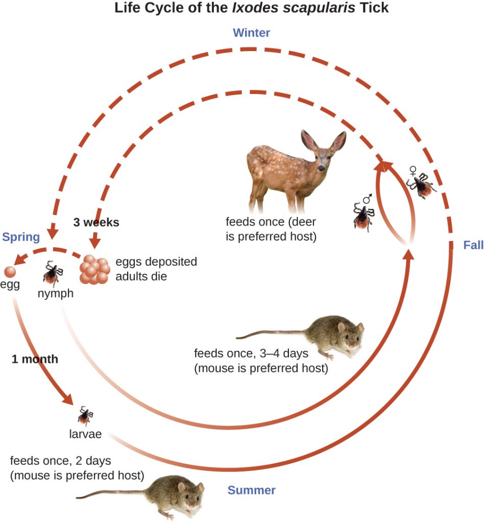 Life cycle of the Ixodes scapularis In wither it feeds one (deer is preferred host. Eggs are deposited and adults die within 3 weeks. In the spring the egg becomes a larvae and feeds once, 2 days (mouse is preferred host). The larva becomes a nymph.