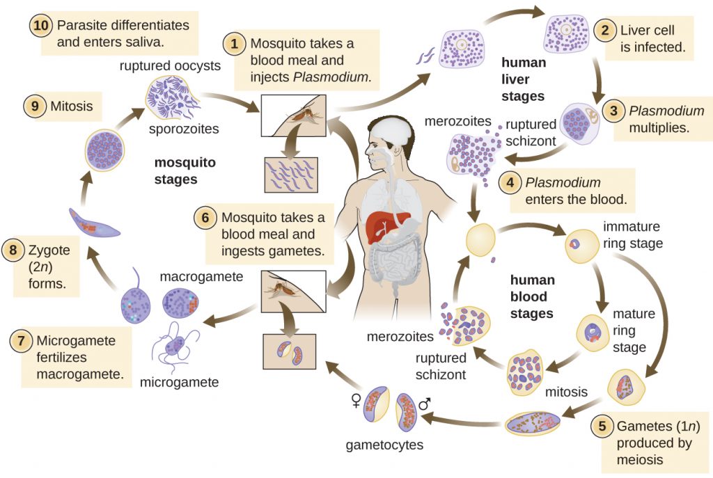 Diagram depicting the life cycle of Plasmodium.