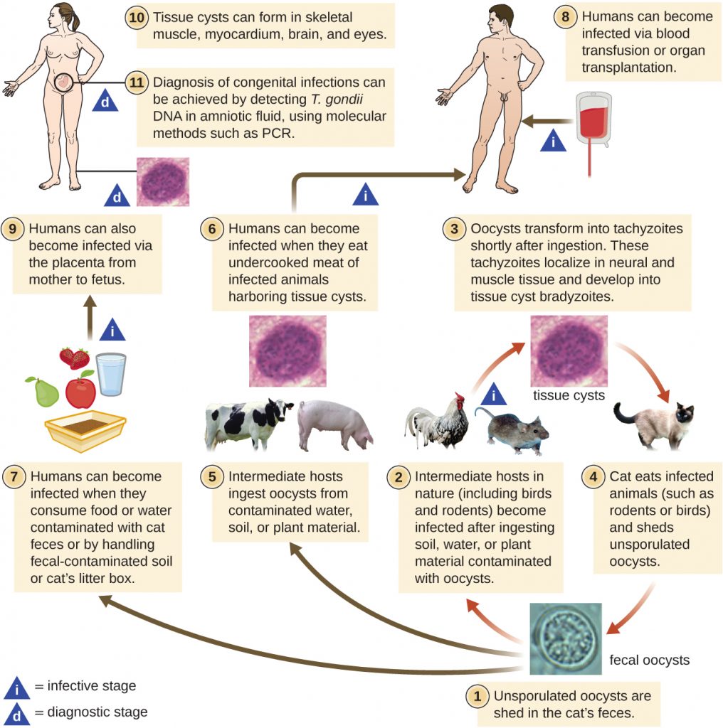 A diagram depicting the life cycle of Toxoplasma gondii.