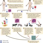 26.4 Parasitic Infections of the Circulatory and Lymphatic Systems ...