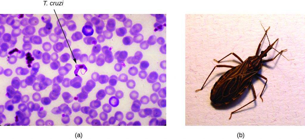 a) Micrograph of red blood cells with crescent-shaped cells outside. These parasitic cells are about the length of 2 red blood cells. B) photo of a triatomine bug.