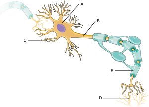 27.1 Anatomy of the Nervous System – Microbiology: Canadian Edition