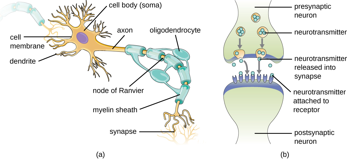 Рецептор нервная система. Neuron structure. Синапс миелин это. Neuron Anatomy. Nerve Cells Anatomy.