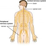 27.1 Anatomy of the Nervous System – Microbiology: Canadian Edition